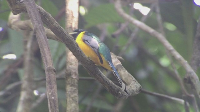 Northern Black-throated Trogon - ML257450441