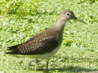 Solitary Sandpiper - ML257450541