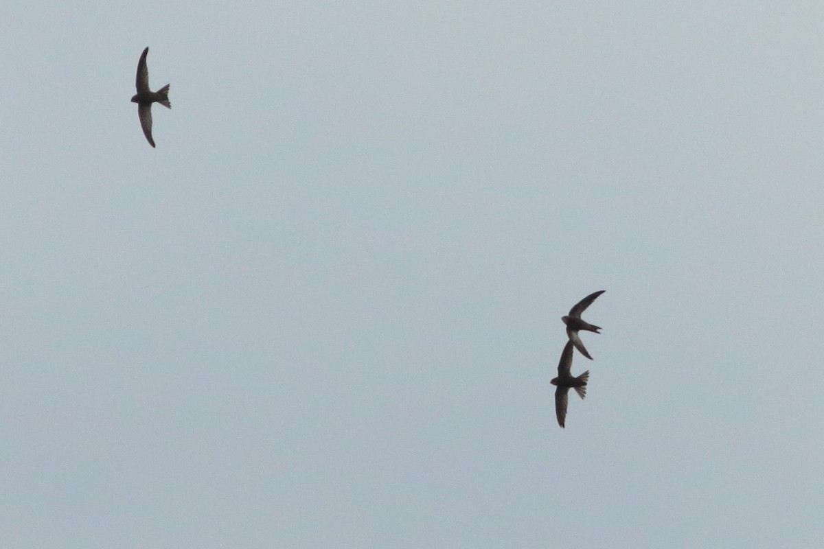 Mottled Swift - ML257453651