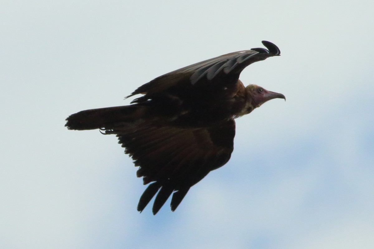 Hooded Vulture - Alexandre Hespanhol Leitão