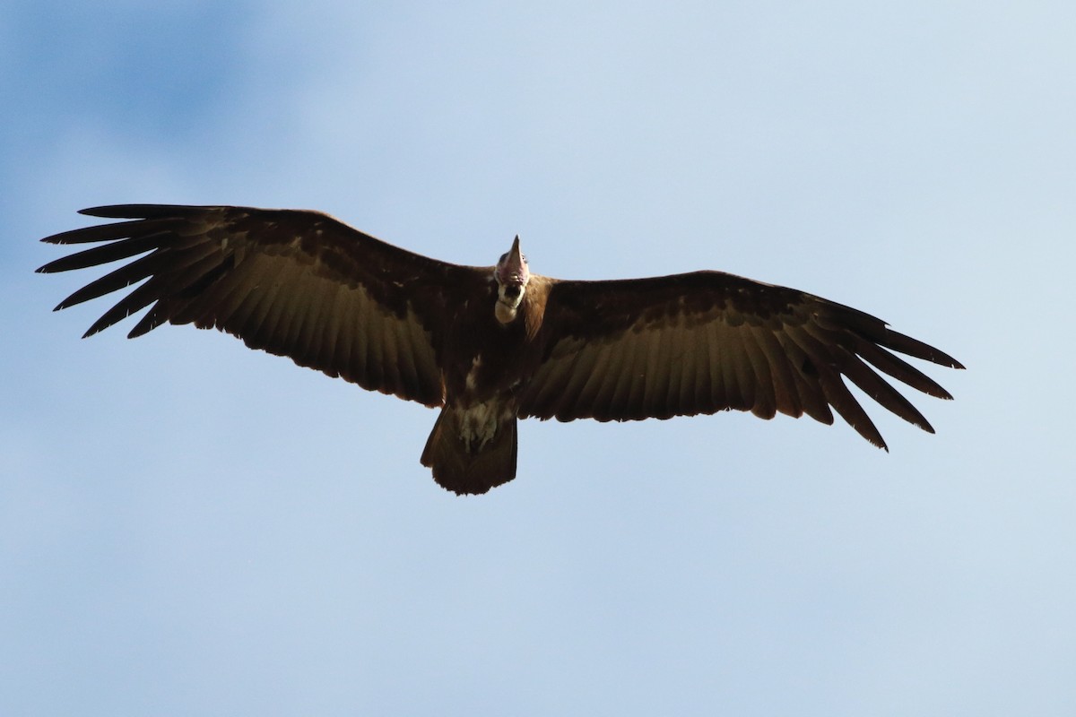 Hooded Vulture - ML257456381