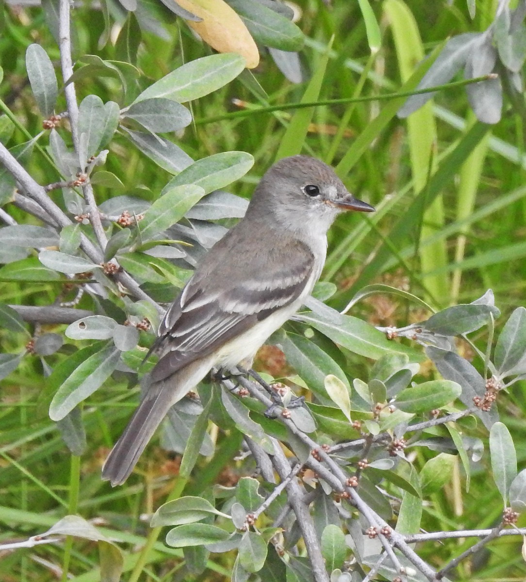 Willow Flycatcher - Janet Ruth