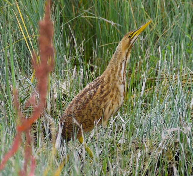 American Bittern - ML257458381