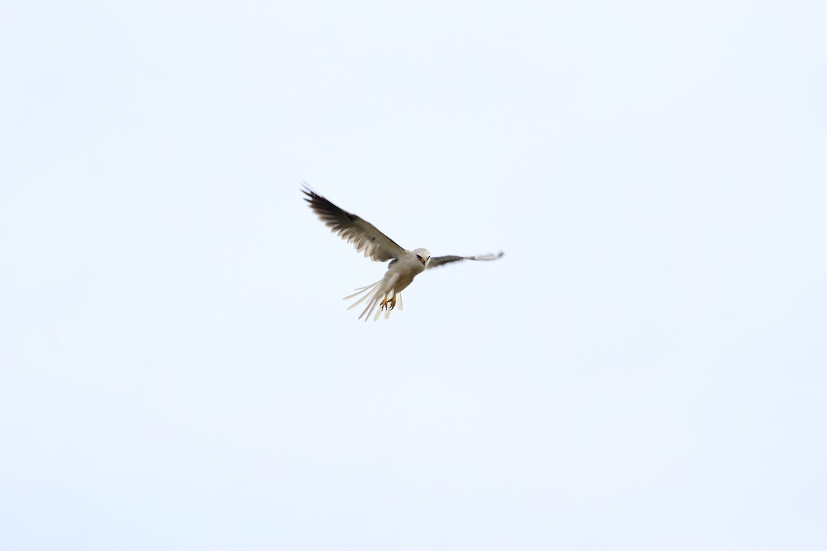 White-tailed Kite - ML257459491