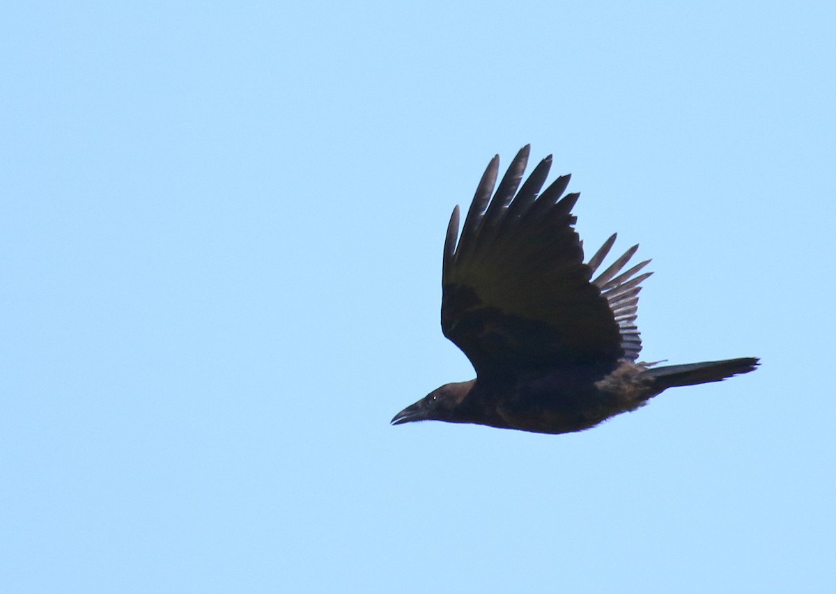 American Crow - ML257460751