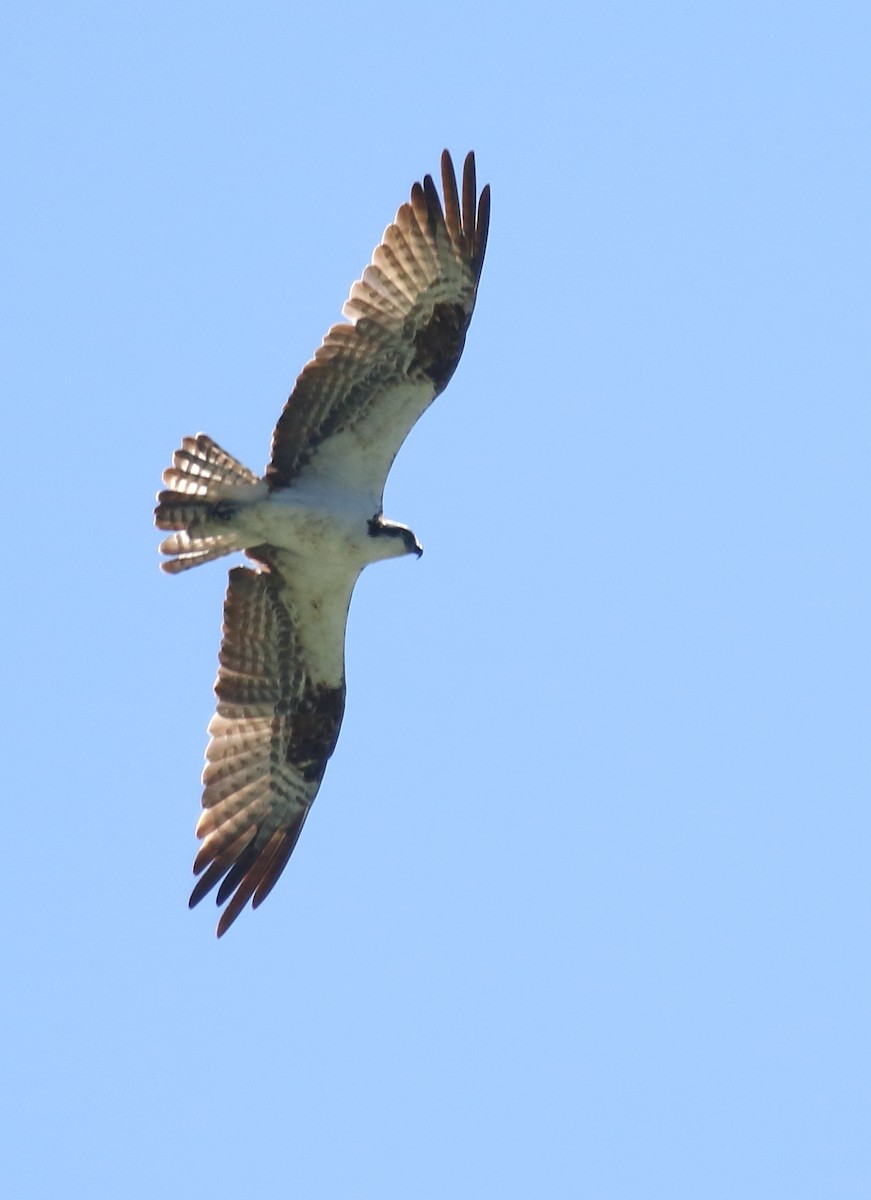 Águila Pescadora - ML257462241