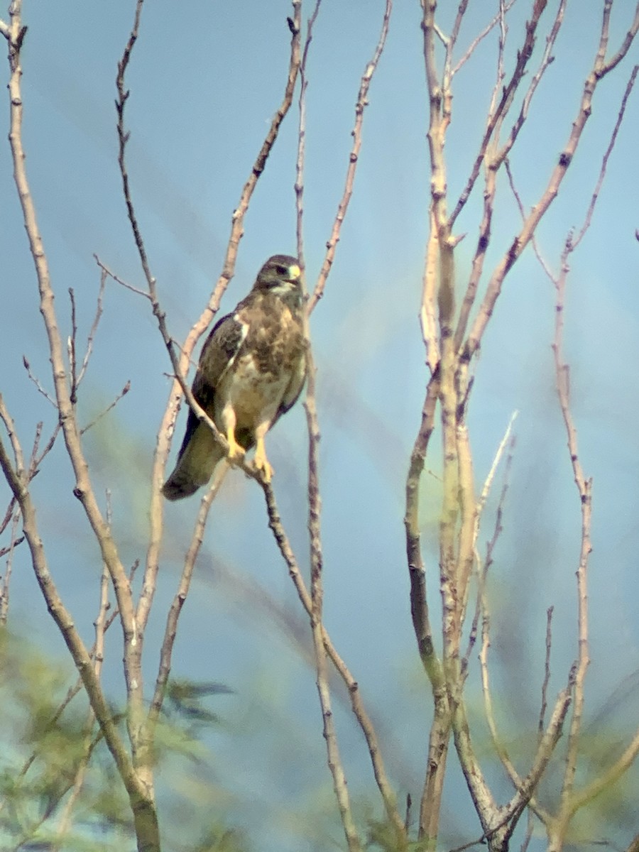 Swainson's Hawk - ML257462631