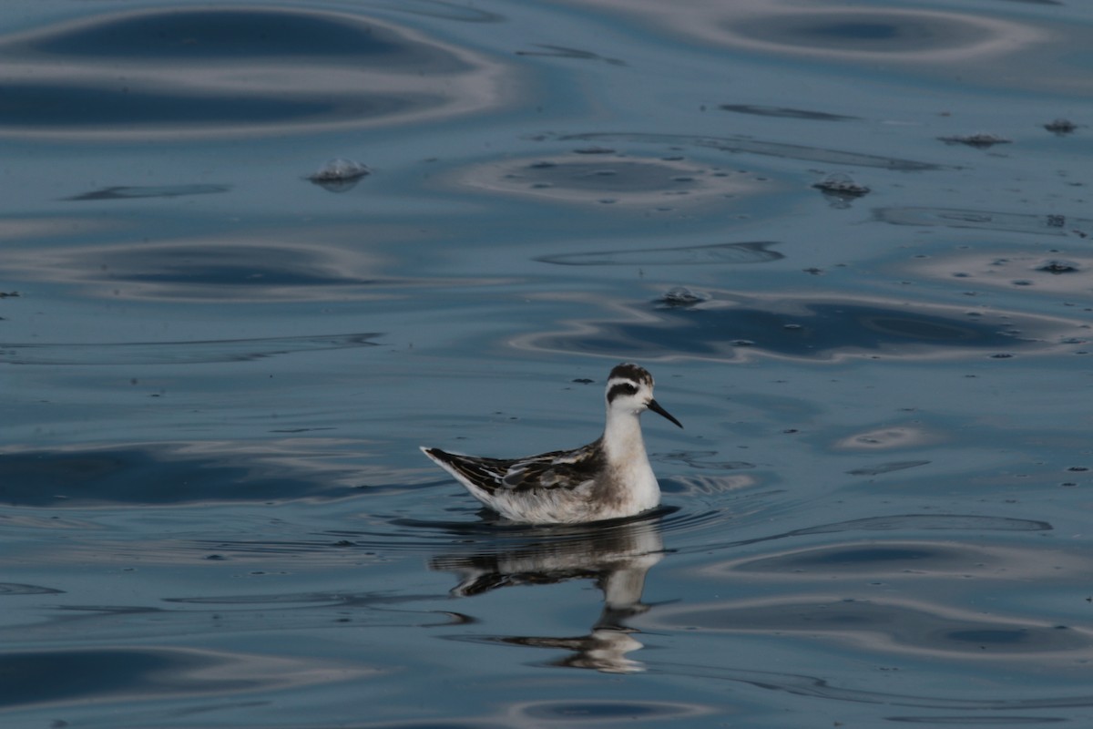 Phalarope à bec étroit - ML257462711