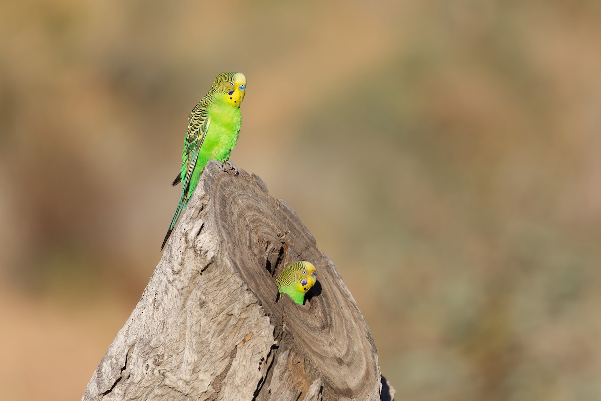 Budgerigar - ML257463361