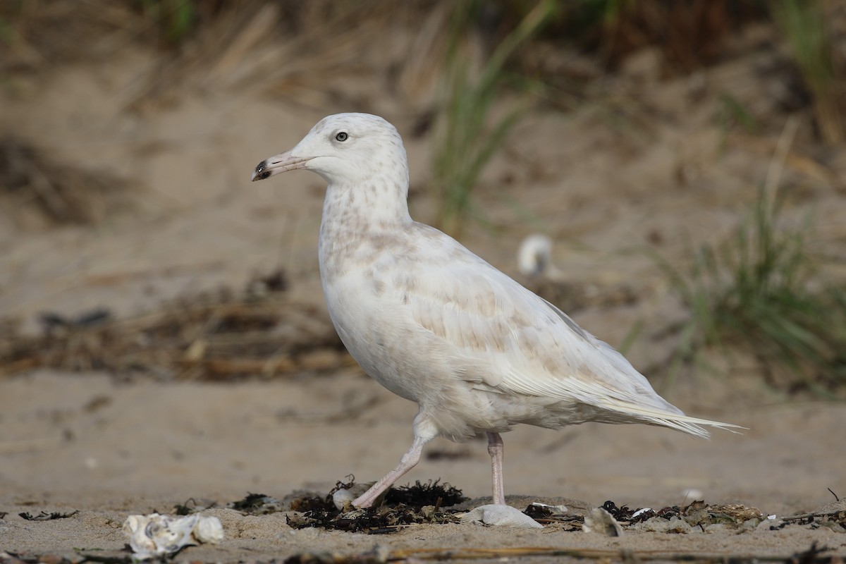 Glaucous Gull - ML257463531