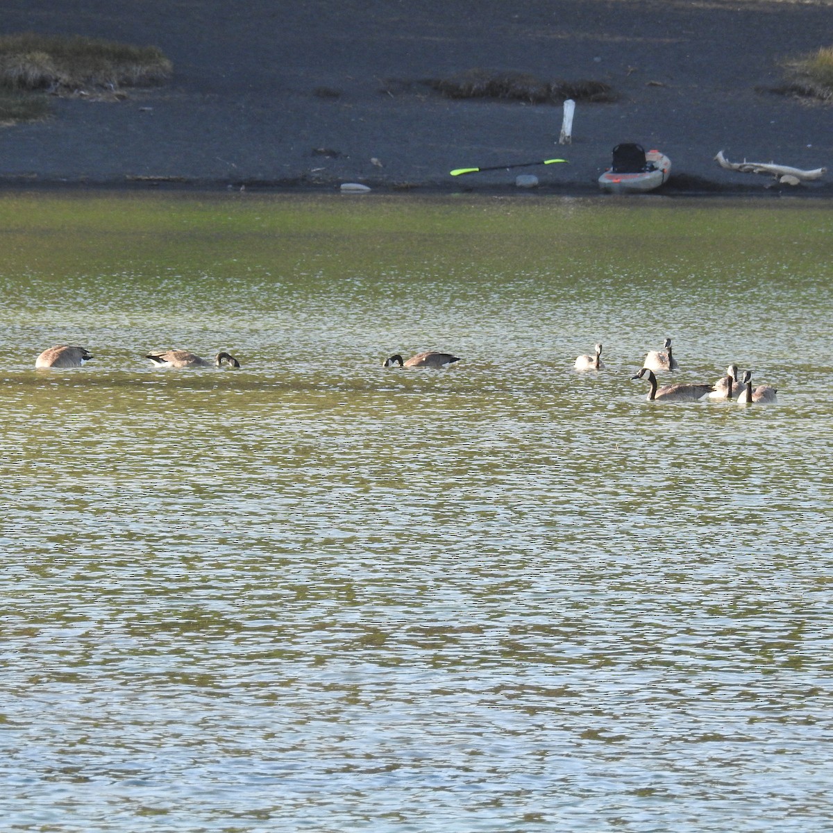 Canada Goose - ML257463581