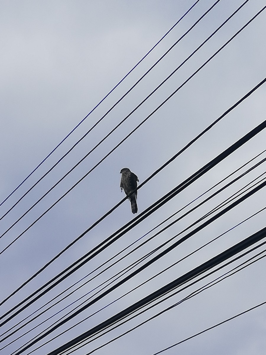 Chilean Hawk - ML257463771