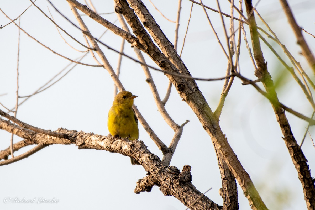 Western Tanager - ML257463791