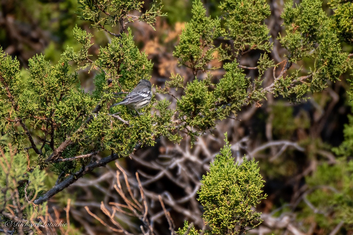 Black-throated Gray Warbler - ML257463841
