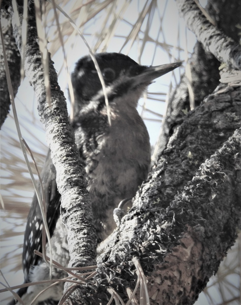 Black-backed Woodpecker - ML257464271