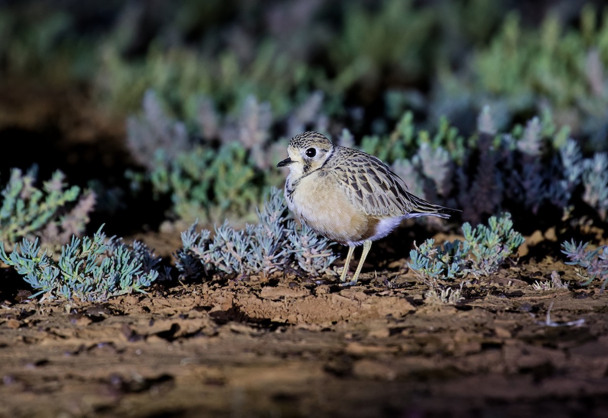 Inland Dotterel - Gus Daly