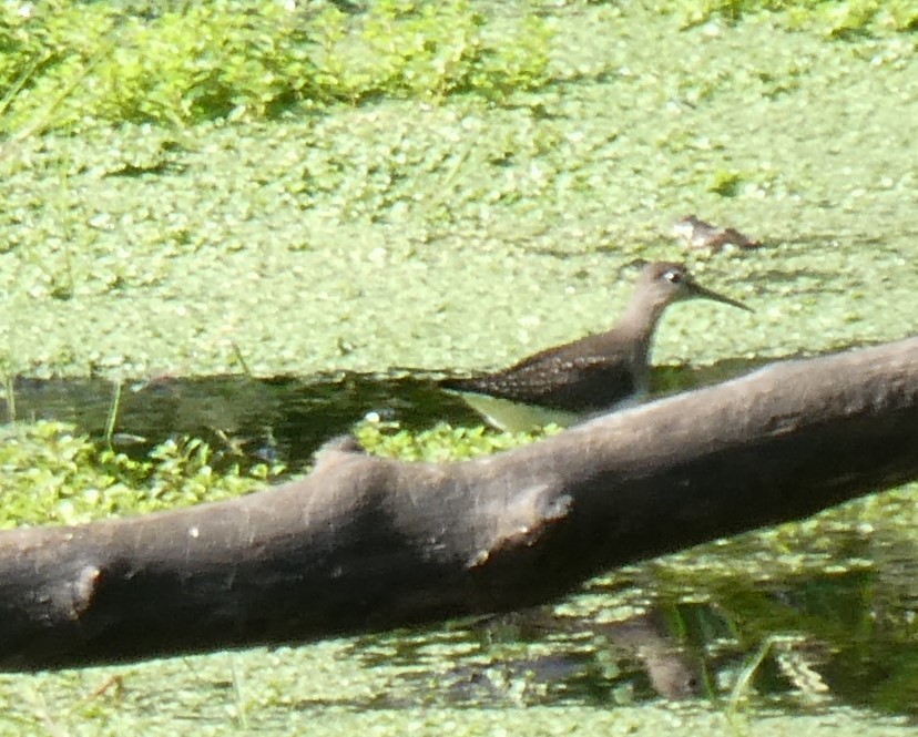 Solitary Sandpiper - ML257464751
