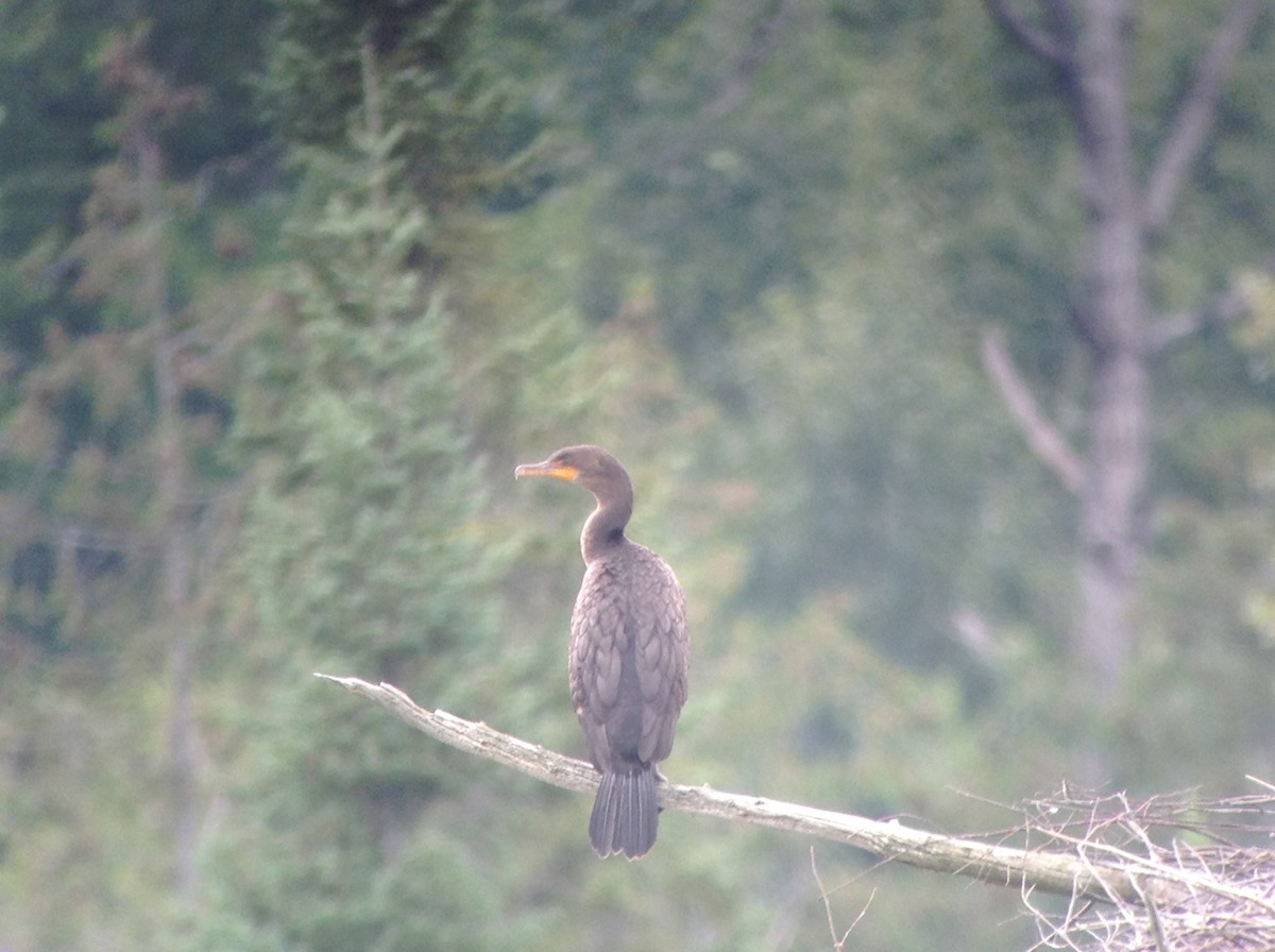 Double-crested Cormorant - ML257465211