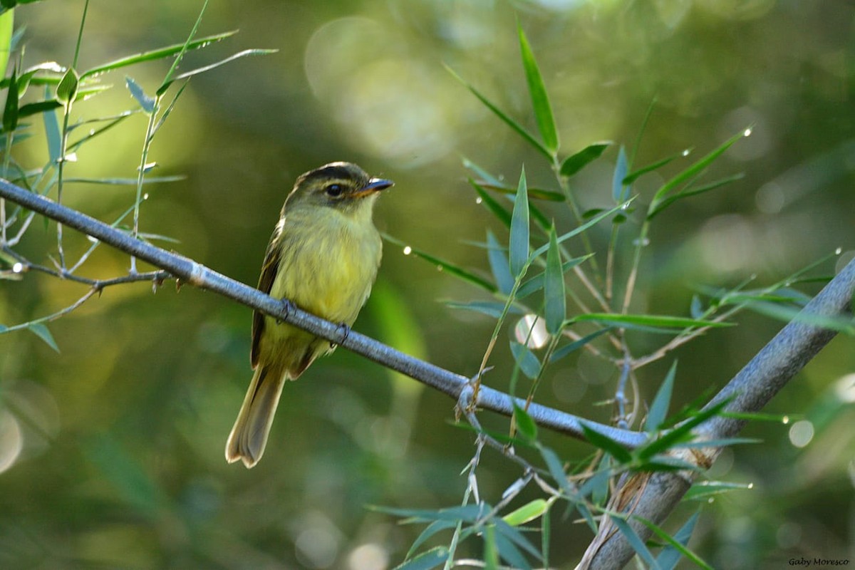 Large-headed Flatbill - Dante Gabriel Moresco