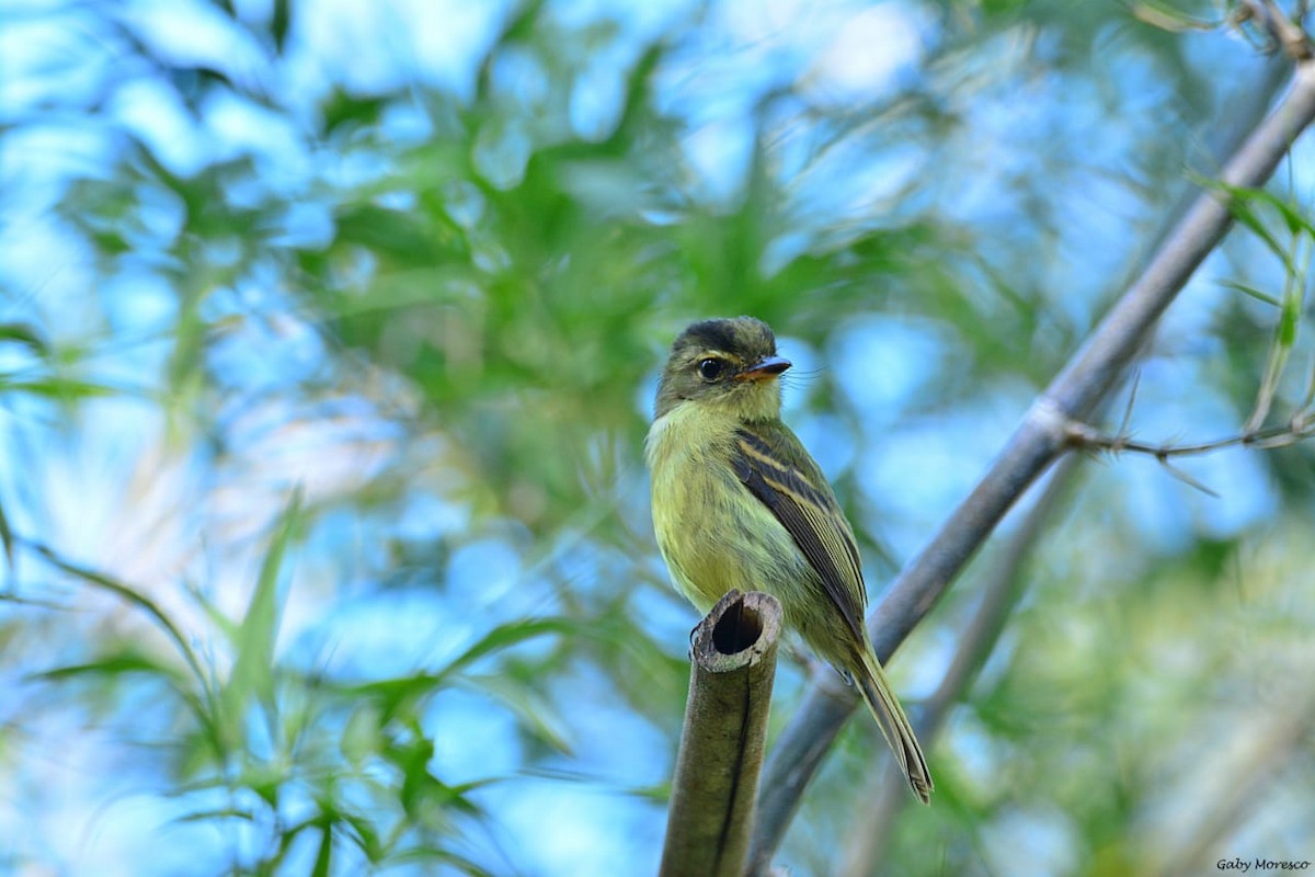 Large-headed Flatbill - Dante Gabriel Moresco