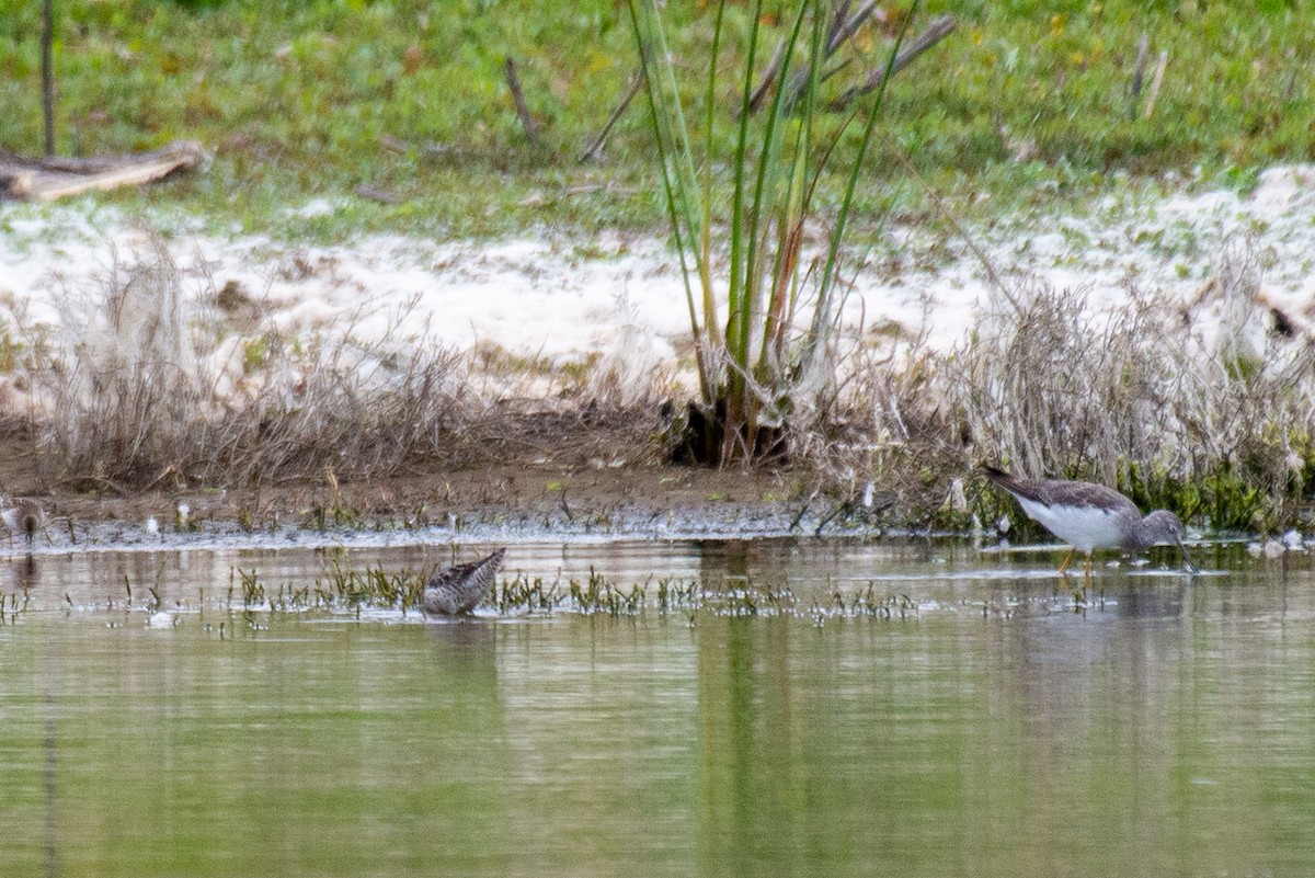 高蹺濱鷸 - ML257466731