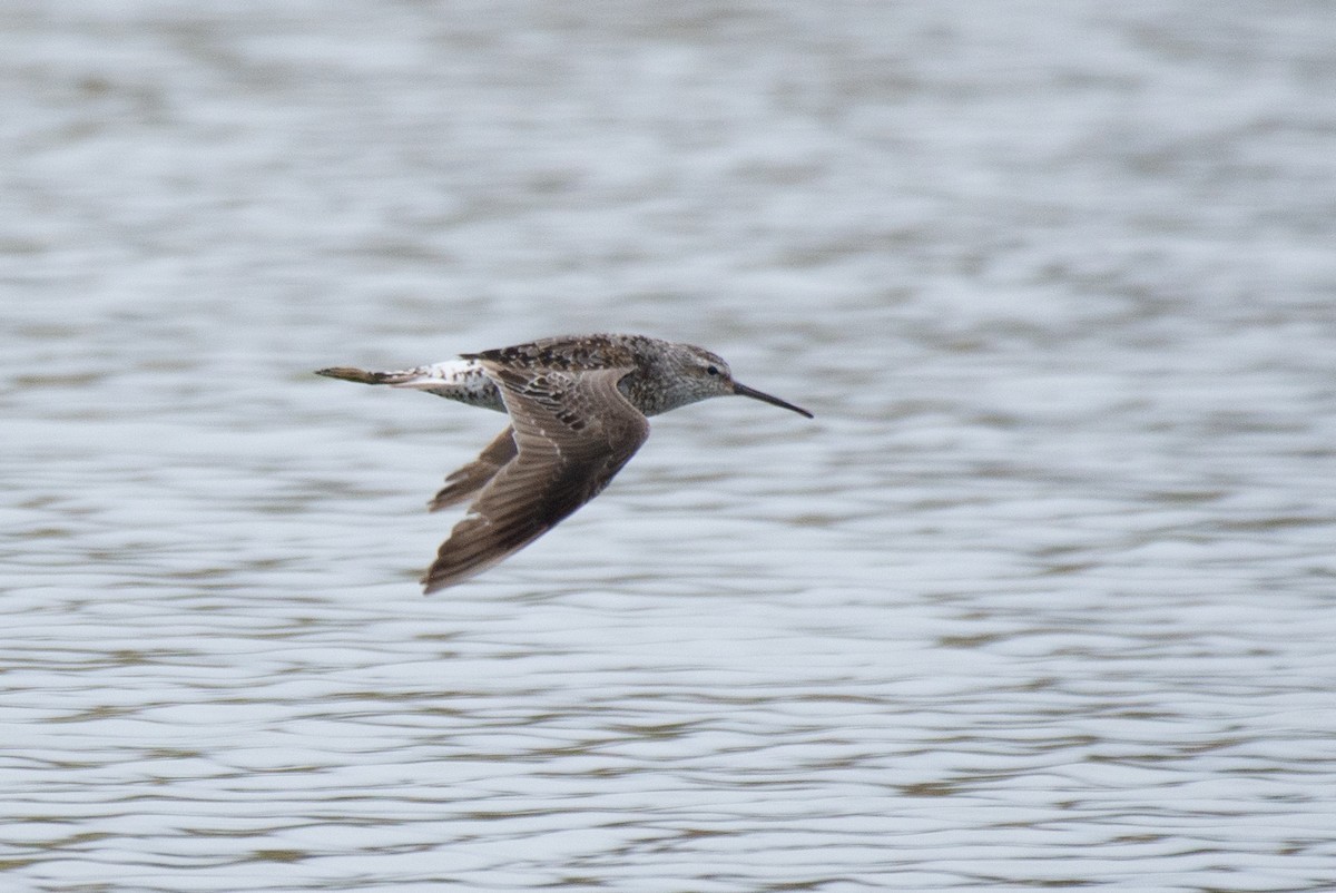 高蹺濱鷸 - ML257466821