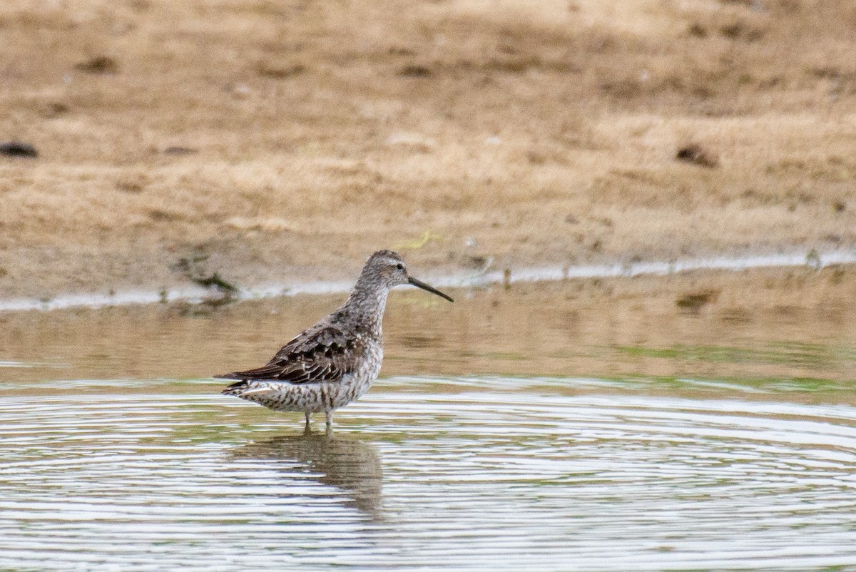 高蹺濱鷸 - ML257466851