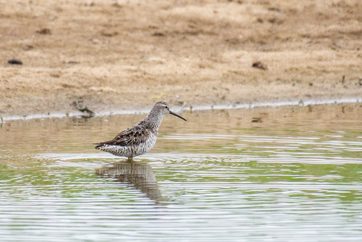 高蹺濱鷸 - ML257466861