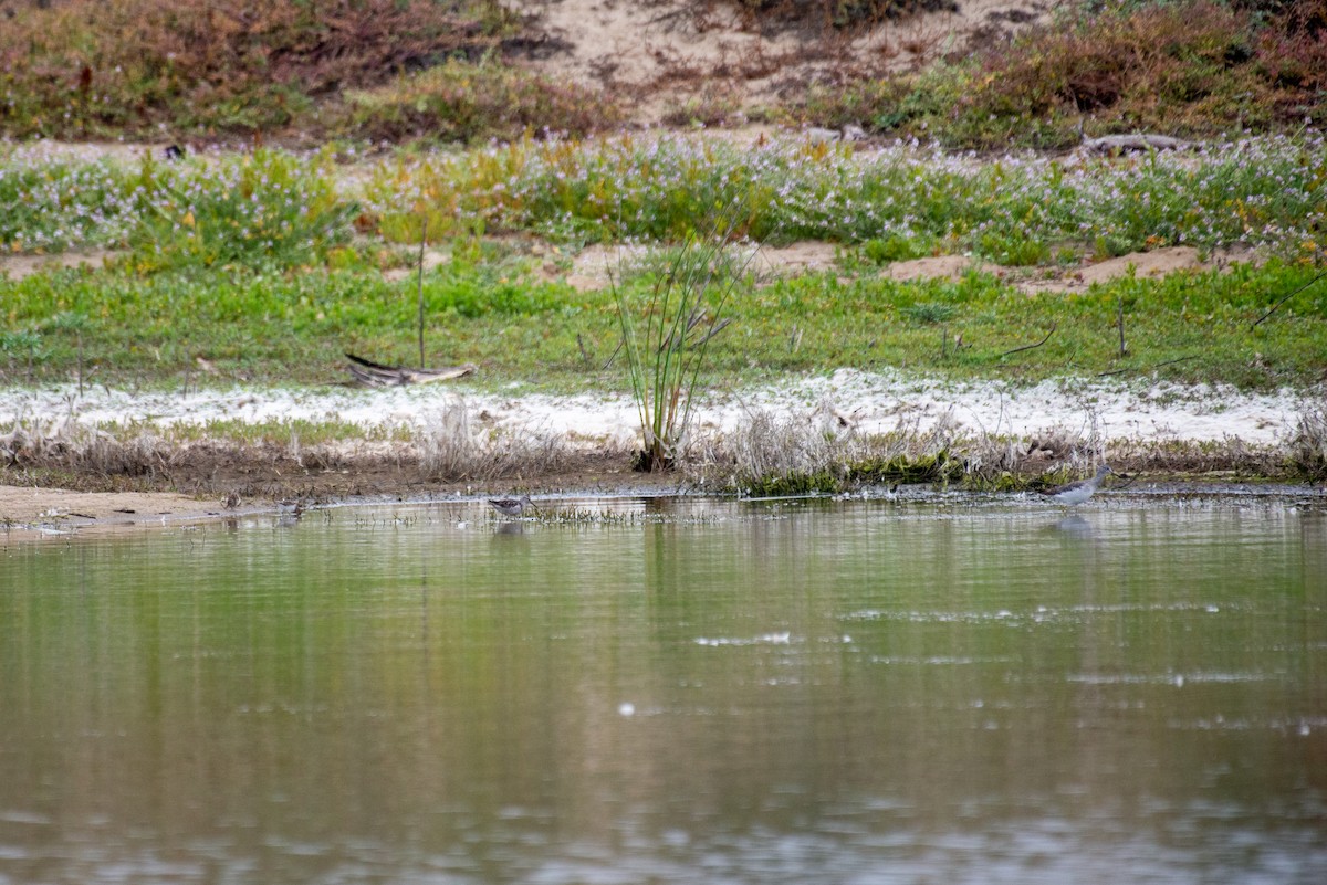 高蹺濱鷸 - ML257466891