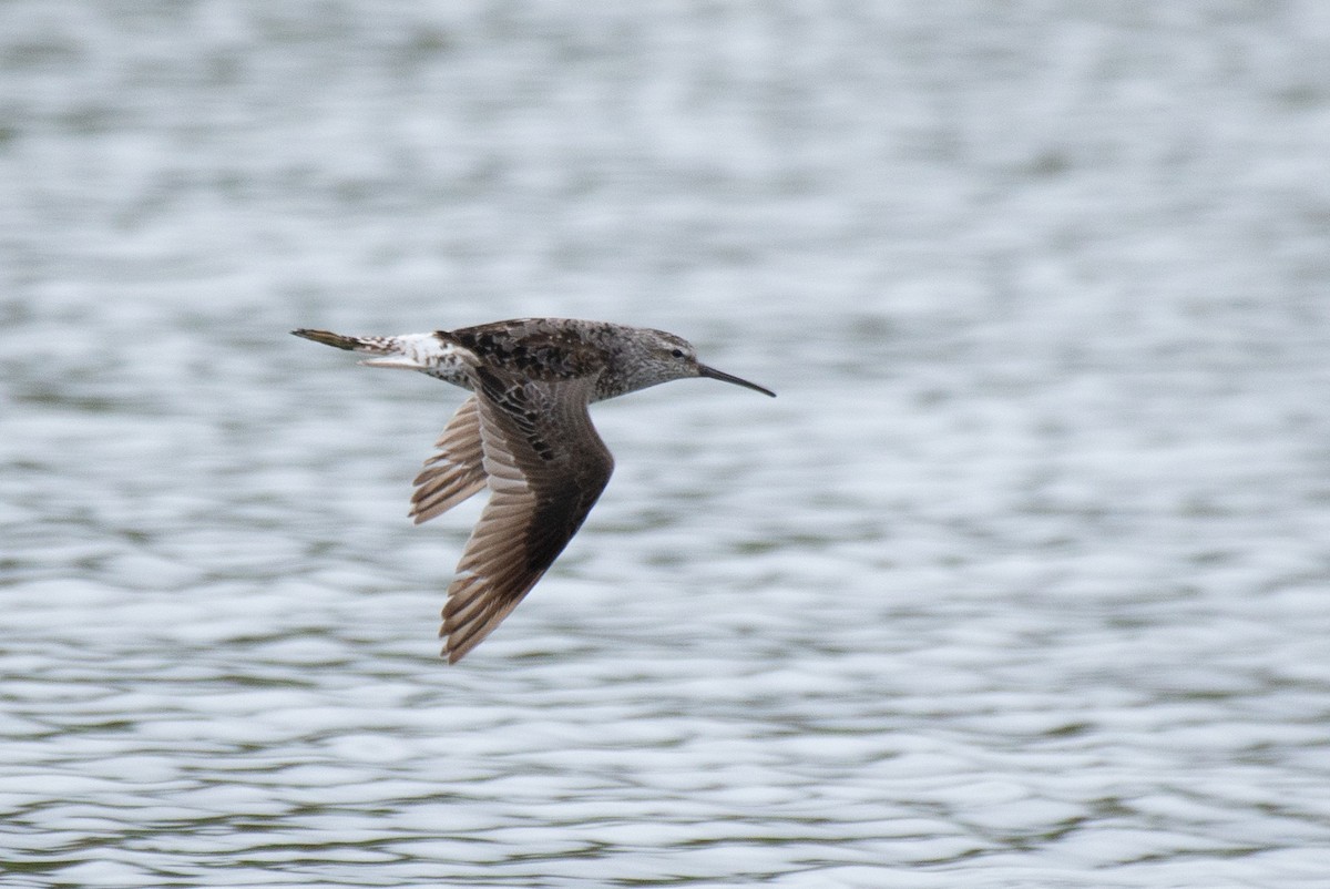 高蹺濱鷸 - ML257466901