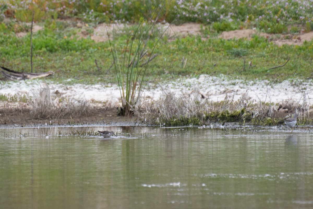 高蹺濱鷸 - ML257466911