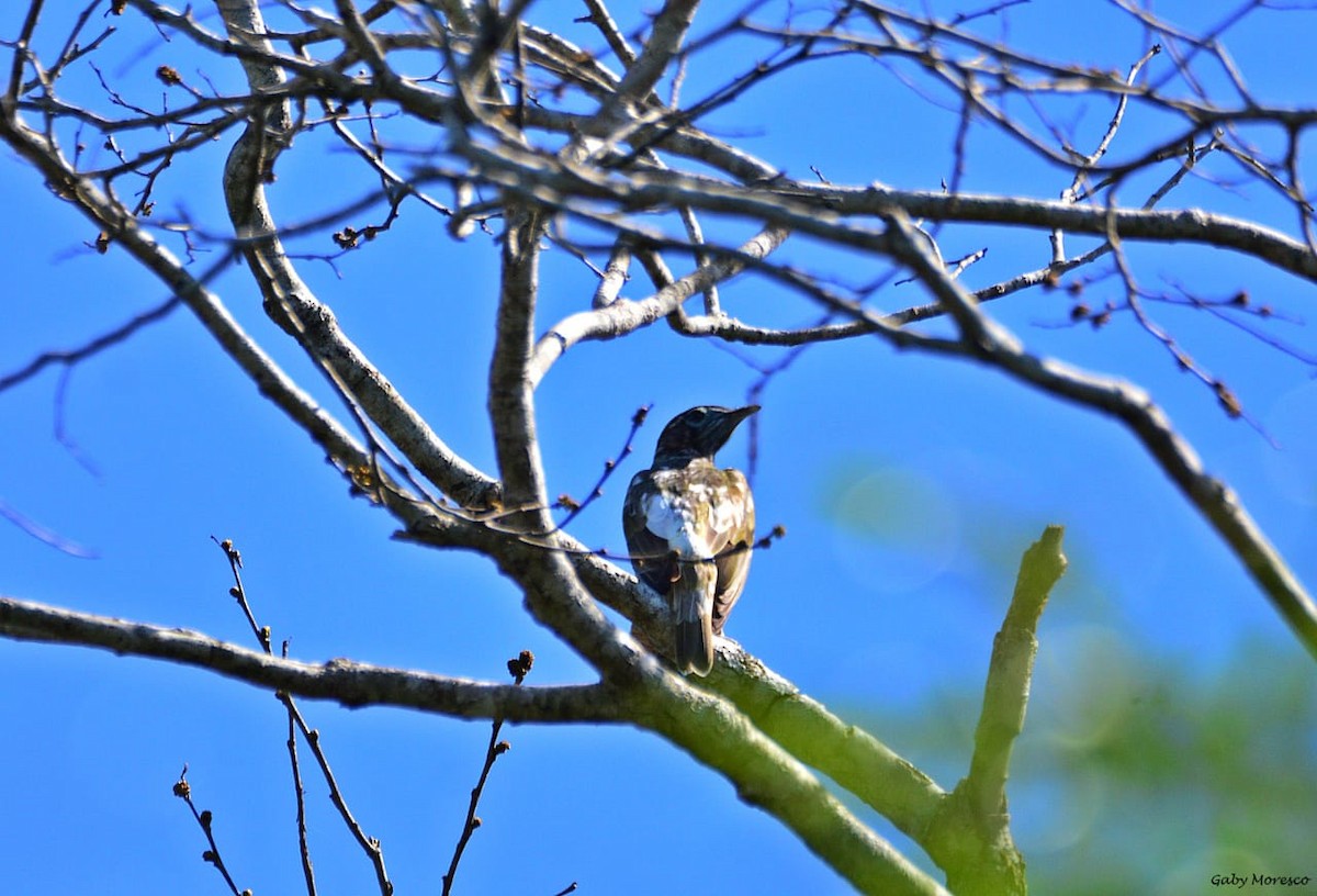 Bare-throated Bellbird - ML257467001