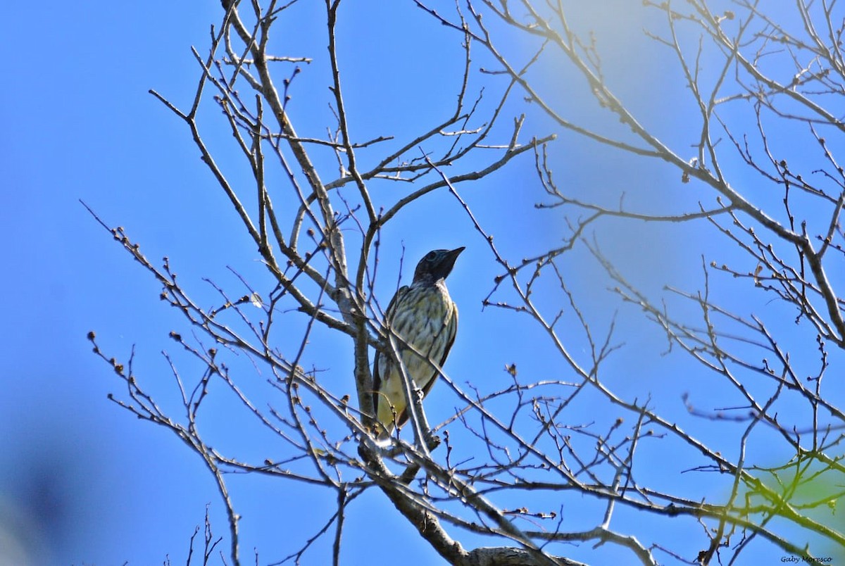 Bare-throated Bellbird - ML257467061