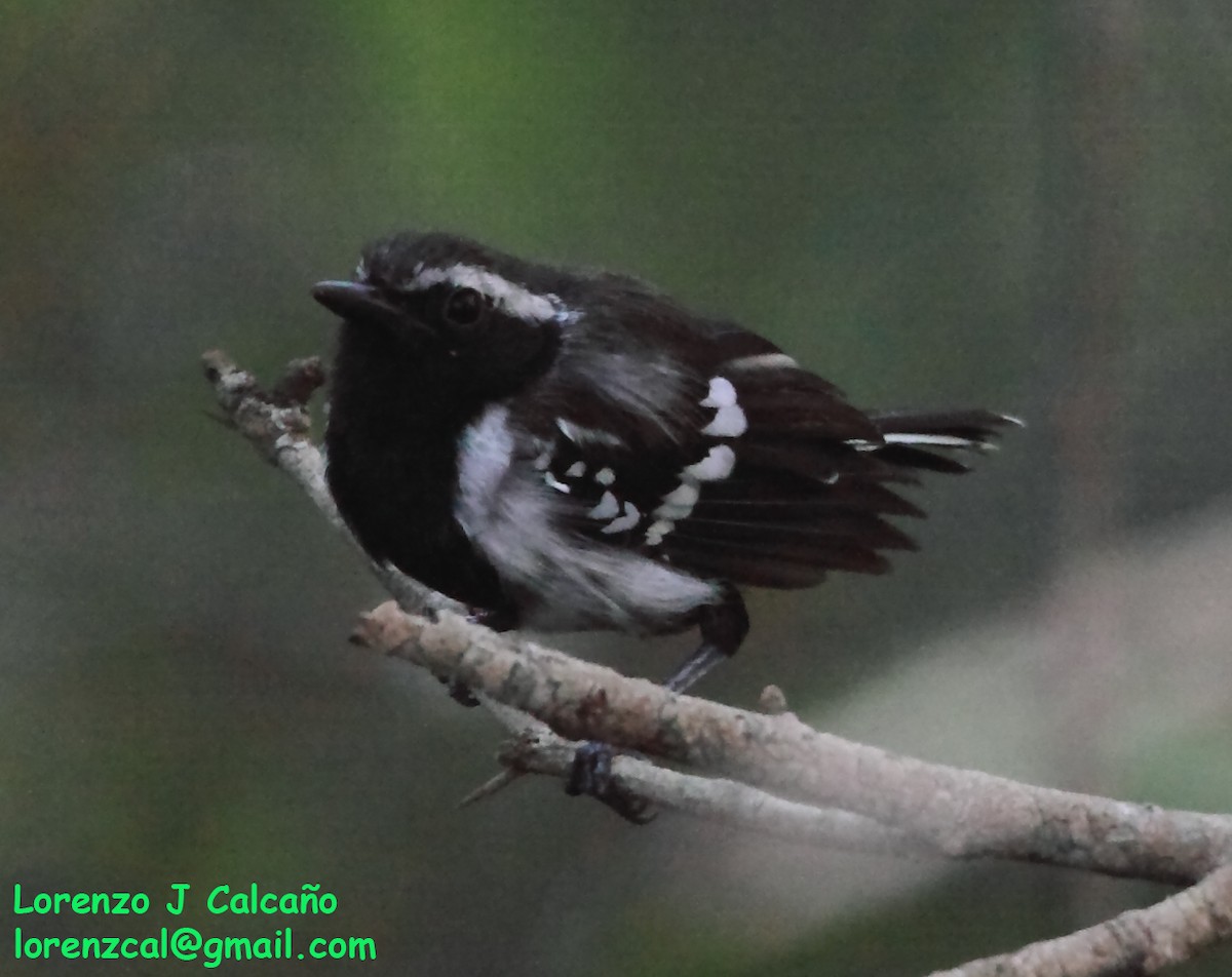 Northern/Southern White-fringed Antwren - ML257467171