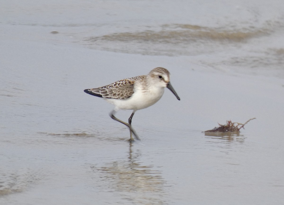 Western Sandpiper - ML257469231