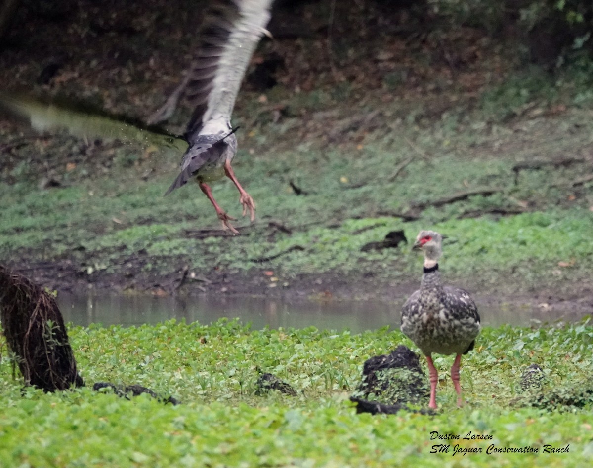 Southern Screamer - ML257469851