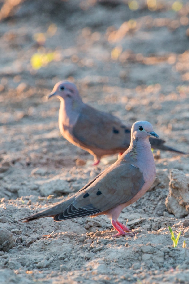 Eared Dove - ML257469881