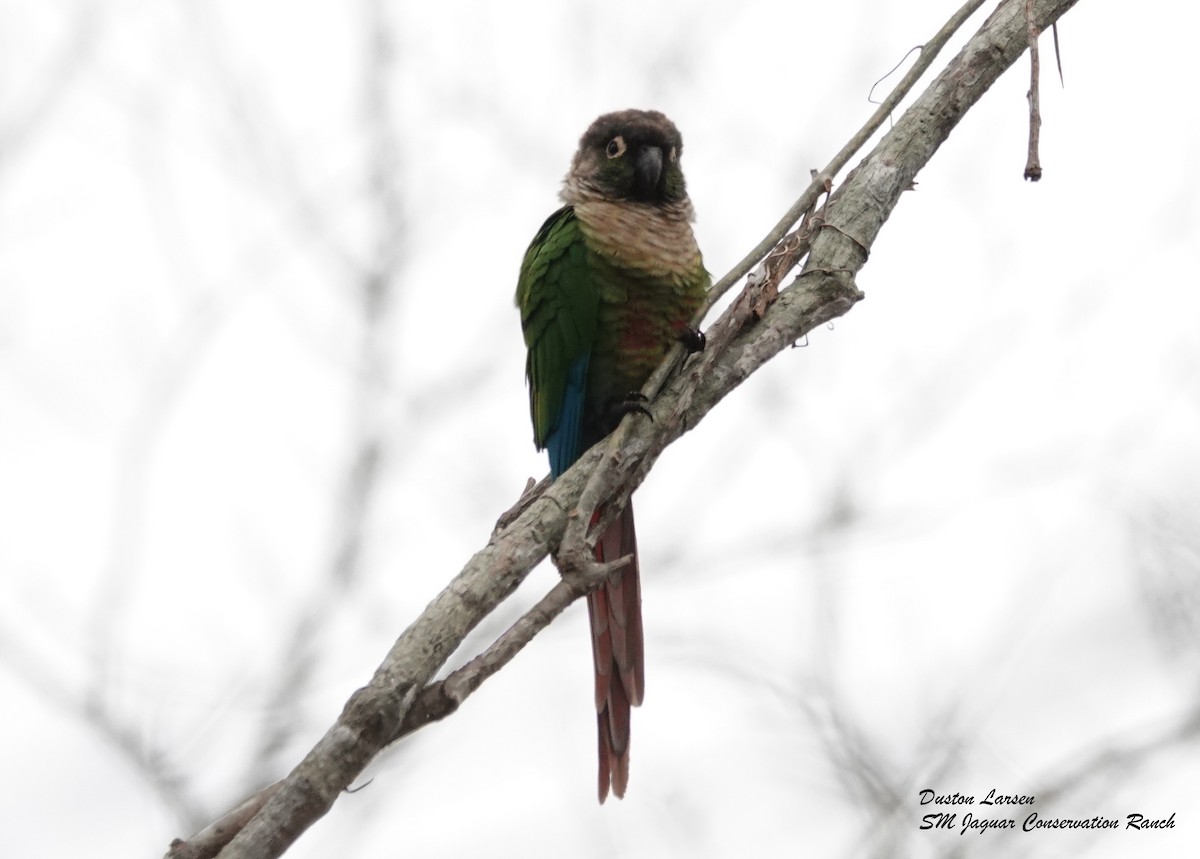 Green-cheeked Parakeet - ML257470441