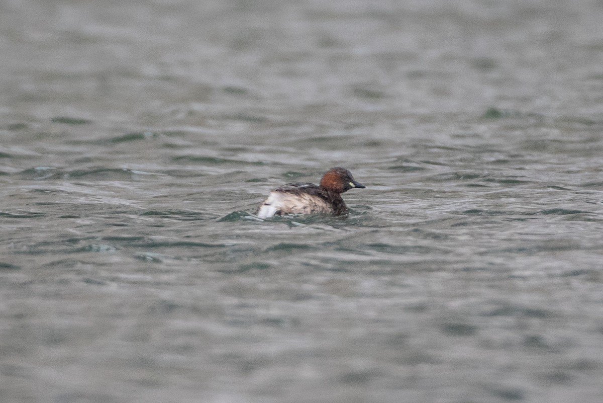 Little Grebe - Steve Kelling