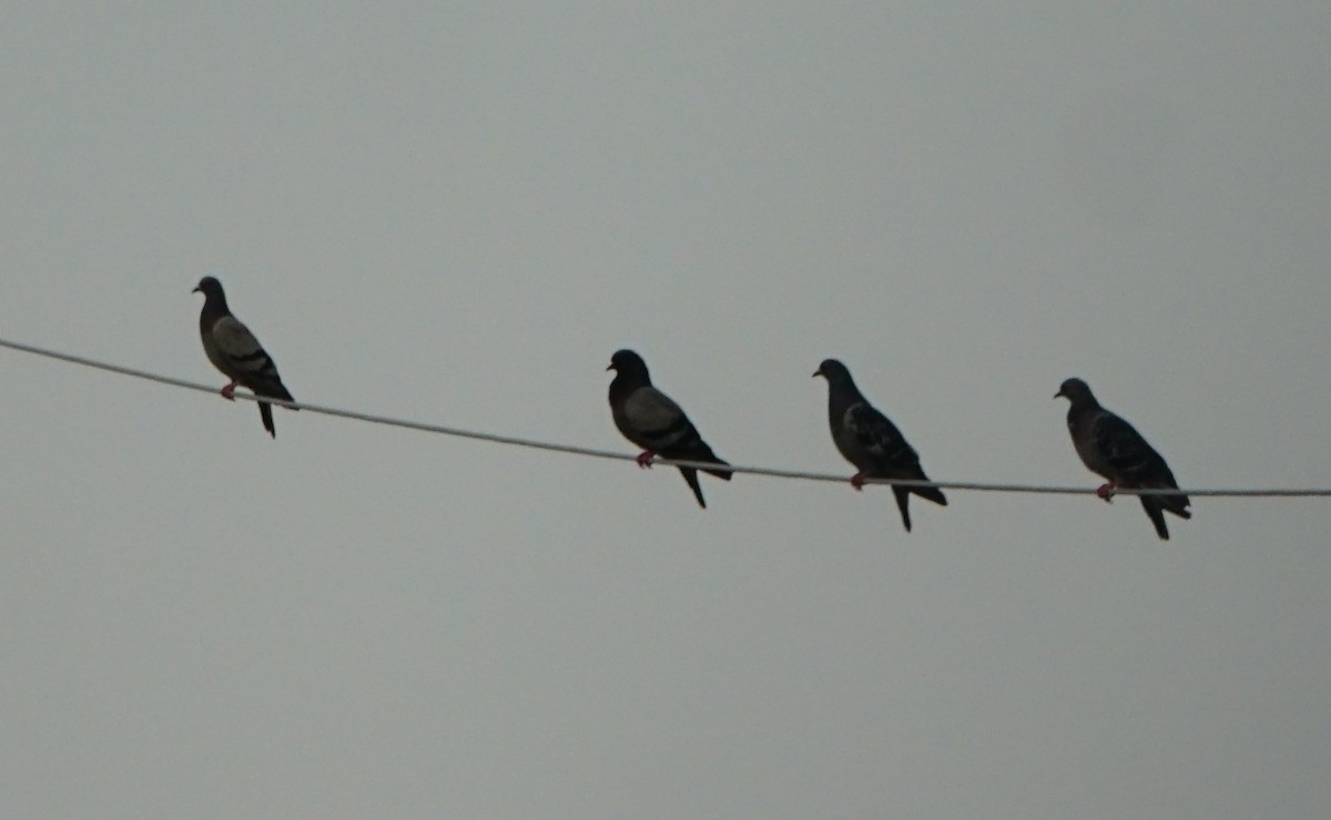 Rock Pigeon (Feral Pigeon) - Cindy & Gene Cunningham