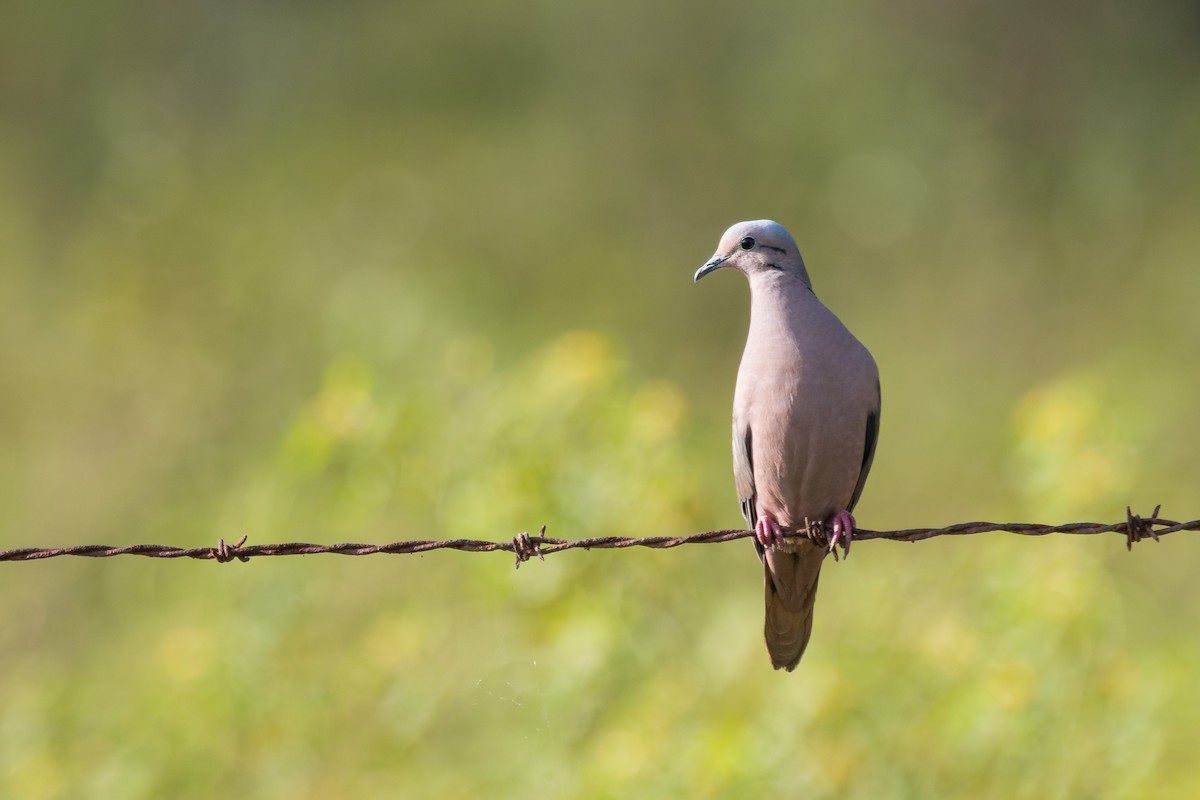 Eared Dove - Jhonathan Miranda - Wandering Venezuela Birding Expeditions