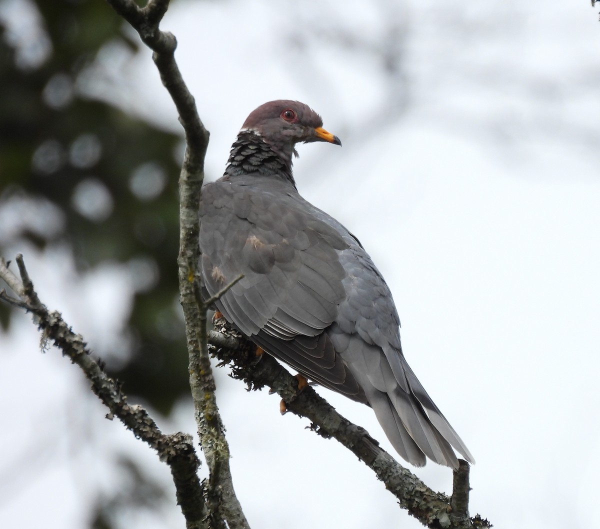 Band-tailed Pigeon - James Patten
