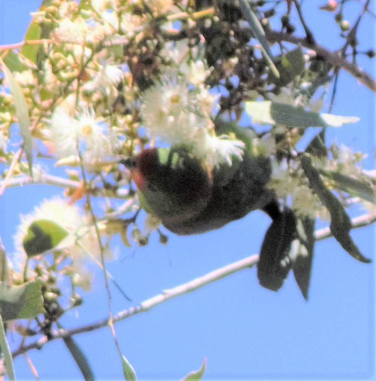 Little Lorikeet - ML257472901