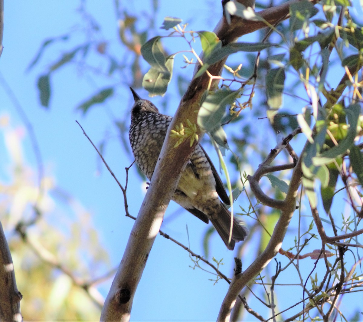 Regent Bowerbird - ML257472971