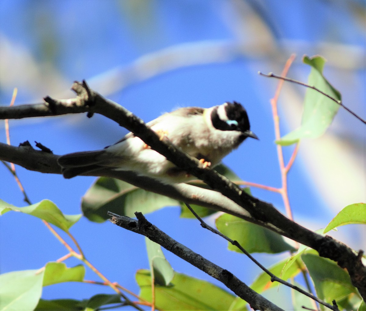 Black-chinned Honeyeater - ML257473041