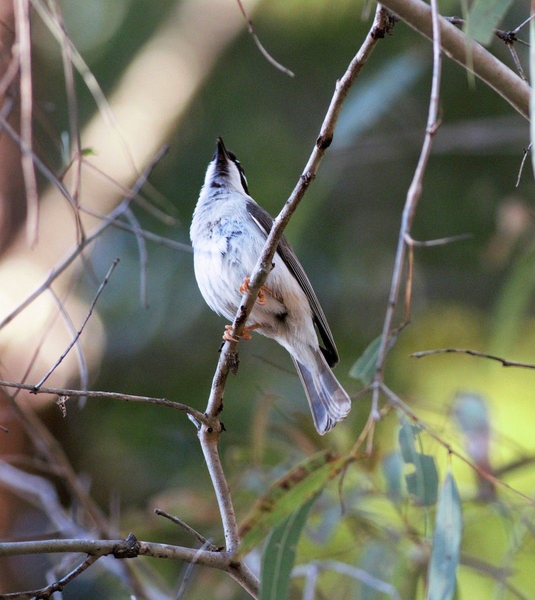 Black-chinned Honeyeater - ML257473131