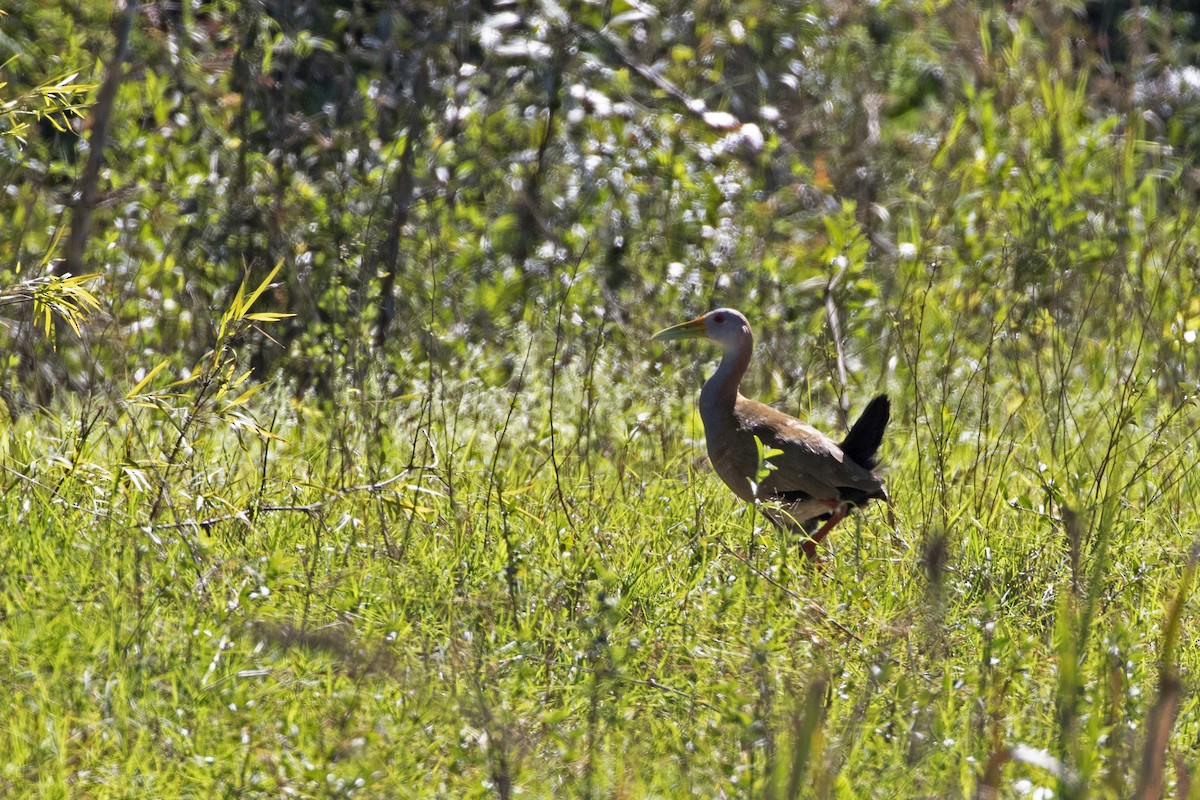 Giant Wood-Rail - ML257477841