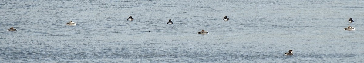 Great Crested Grebe - ML257478071