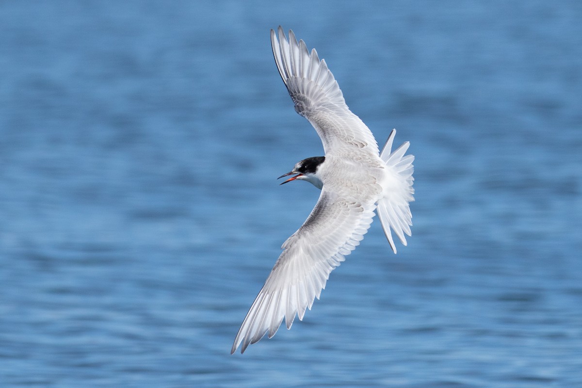 Arctic Tern - Ilya Povalyaev