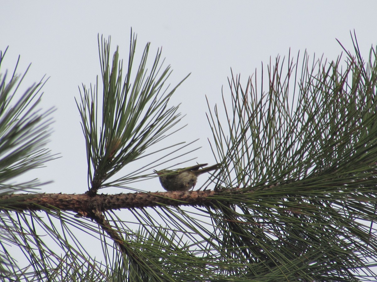 Golden-crowned Kinglet - ML257479011